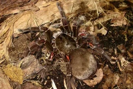 Tận mục 8 động vật nhìn đầy hung dữ nhưng hoàn toàn vô hại 