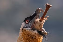 Cực dị quái điểu khổng lồ: Có râu dưới cằm, thích nuốt chửng xương 