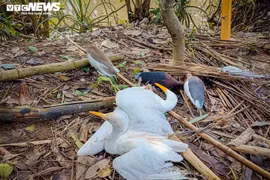 Quái chiêu dàn “thiên la địa võng” đánh bắt chim trời ở Hà Tĩnh