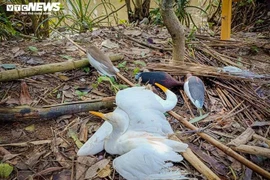 Quái chiêu dàn “thiên la địa võng” đánh bắt chim trời ở Hà Tĩnh