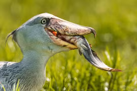 Chân dung loài cò kỳ dị giống hệt khủng long, ăn thịt... cá sấu 