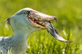 Chân dung loài cò kỳ dị giống hệt khủng long, ăn thịt... cá sấu 