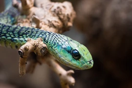 Thập đại độc xà nguy hiểm nhất hành tinh, đoạt mạng người trong tích tắc