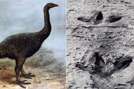 10 khám phá khảo cổ bí ẩn nhất đến thiên tài cũng “bó tay” 