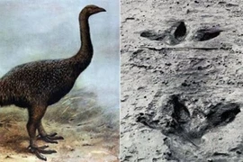 10 khám phá khảo cổ bí ẩn nhất đến thiên tài cũng “bó tay” 