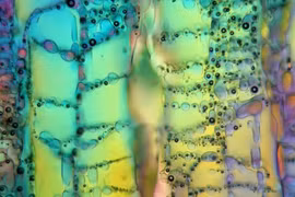 Hình ảnh siêu thực về những thứ quen thuộc qua kính hiển vi