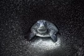 Cảnh tượng gây sửng sốt dưới đáy đại dương qua loạt ảnh hiếm 