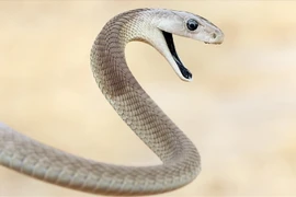 10 loài rắn nguy hiểm nhất thế gian: Đoạt mạng người trong vài phút! 