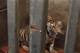 Vụ 17 con hổ ở Nghệ An: Tái thả có cơ hội sống? 