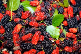 Lợi ích sức khỏe bất ngờ của quả dâu tằm