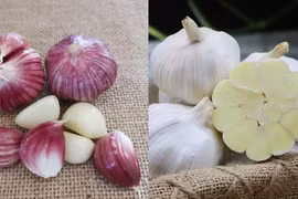 Tỏi trắng - tỏi tím loại nào tốt cho sức khỏe hơn?