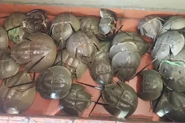 “Ăn sam thì bổ, ăn so thì khổ” – nguy hiểm từ độc tố Tetrodotoxin