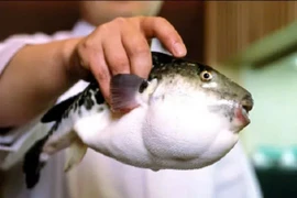 3 người nhập viện sau khi ăn cá nóc trong bữa nhậu