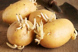 Ăn khoai tây mắc 5 lỗi này có thể gây hại sức khoẻ