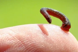 Suýt mất mạng vì... vết cắn nhỏ