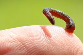 Suýt mất mạng vì... vết cắn nhỏ