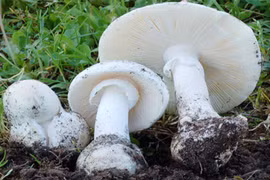 Phòng ngừa, cách nhận biết ngộ độc nấm