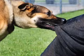 Nam thanh niên tử vong sau 2 tháng bị chó cắn, bệnh dại nguy hiểm sao?