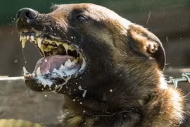 Quan niệm sai lầm khiến nhiều người tử vong vì bệnh dại