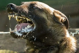 Quan niệm sai lầm khiến nhiều người tử vong vì bệnh dại