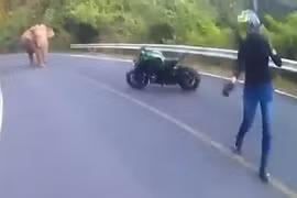 Clip: Bị voi rừng chặn đường, biker Thái Lan “bỏ của chạy lấy người”