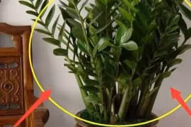 Trong nhà đừng thiếu những loại cây xanh này