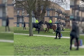 Chó Bully tấn công ngựa của cảnh sát Anh