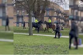 Chó Bully tấn công ngựa của cảnh sát Anh