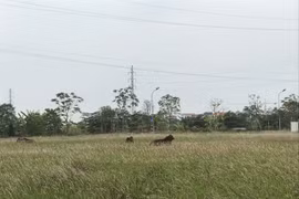 Đất đấu giá các huyện ngoại thành Hà Nội nơi nào rẻ nhất?