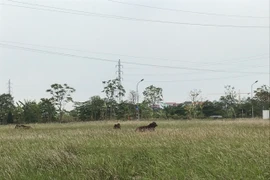 Đất đấu giá các huyện ngoại thành Hà Nội nơi nào rẻ nhất?