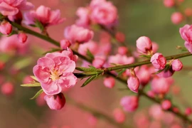 Năm Quý Mão, 3 con giáp gặp Tam tai nên cẩn trọng