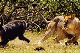 Clip: Khỉ đầu chó phản đòn, đuổi sư tử chạy thục mạng