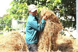 Quảng Nam: Nông dân đổi đời nhờ... rơm rạ