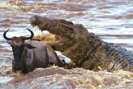 Clip: Bầy cá sấu “tàn sát” linh dương đầu bò