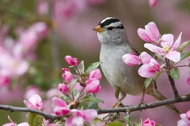 Sinh tháng Âm lịch này, phúc từ trên trời rơi xuống