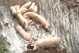 Dịch tả lợn châu Phi lần đầu tiên lan đến Thừa Thiên - Huế