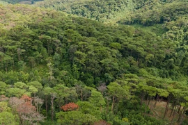 Gia Lai: Công ty Hiệp Phú trúng gói thầu trồng rừng phòng hộ hơn 2 tỷ