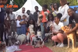 Lễ hội hóa trang chó Lagos