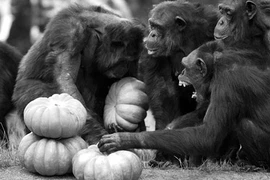 Động vật trong vườn thú có sinh sôi được không?