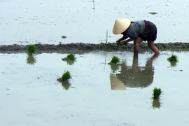 “Lúa ma” chỉ sống vùng ngập nước