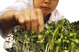 Rau mầm có thể thu hoạch lần hai