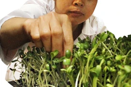 Rau mầm có thể thu hoạch lần hai