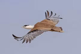 Lý giải hiện tượng chim lao đầu vào cửa ở VN