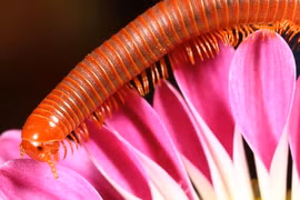 Cuốn chiếu có gây độc?