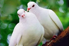 Giao phối cận huyết, chim bồ câu có bị ảnh hưởng?