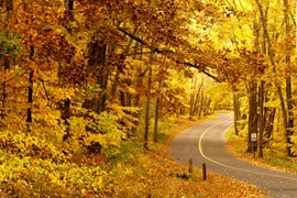 Vì sao cây lá lại vàng vào mùa thu?