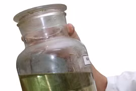 Thực hư chuyện rắn đã ngâm rượu lao ra... cắn người?