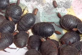 Gián đất và gián nhà khác nhau như thế nào?