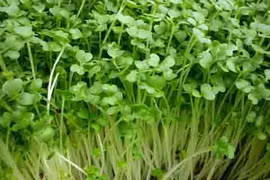 Thuốc kích rau mầm mọc nhanh "giấu" thành phần