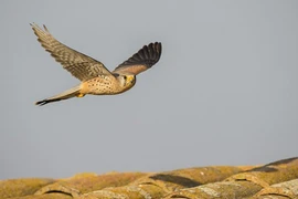 Chim sa, cá nhảy là báo hiệu điềm xấu?